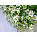 Matricaria recutita